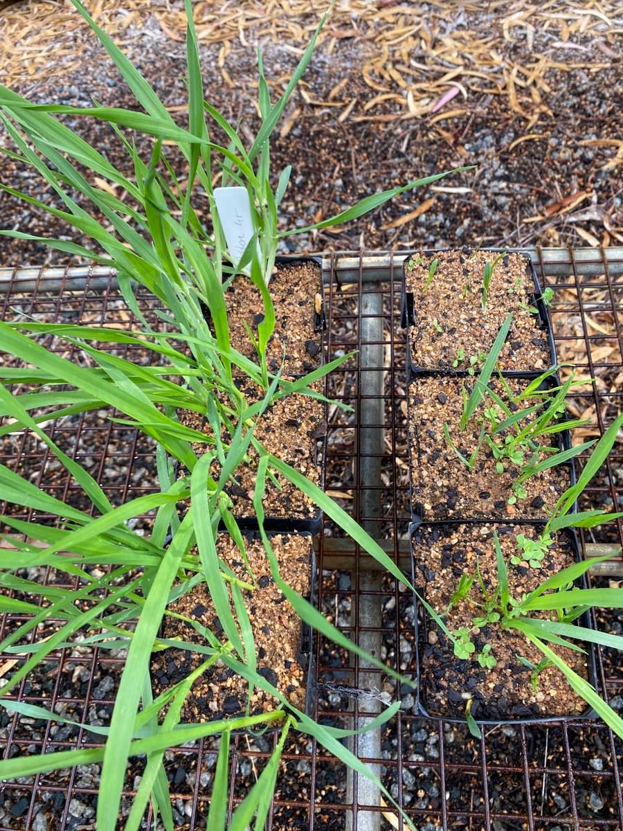Raptor 45g applied pre did damage the non-CL cereals (right), CL cereals are OK (left) and no capeweed emerged in those pots where sown (left), lotus seems unaffected (right) sown under non-CL crops.