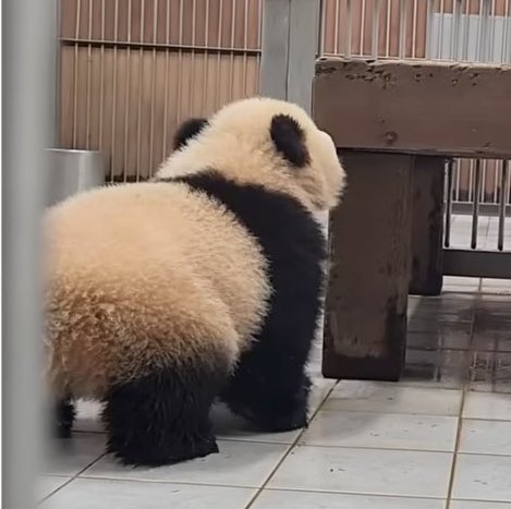 와 진짜 귀 여 워
이거 선 건가요? 앉은 건가요? 
판다가 웰시코기일 수도 있는 건가요?