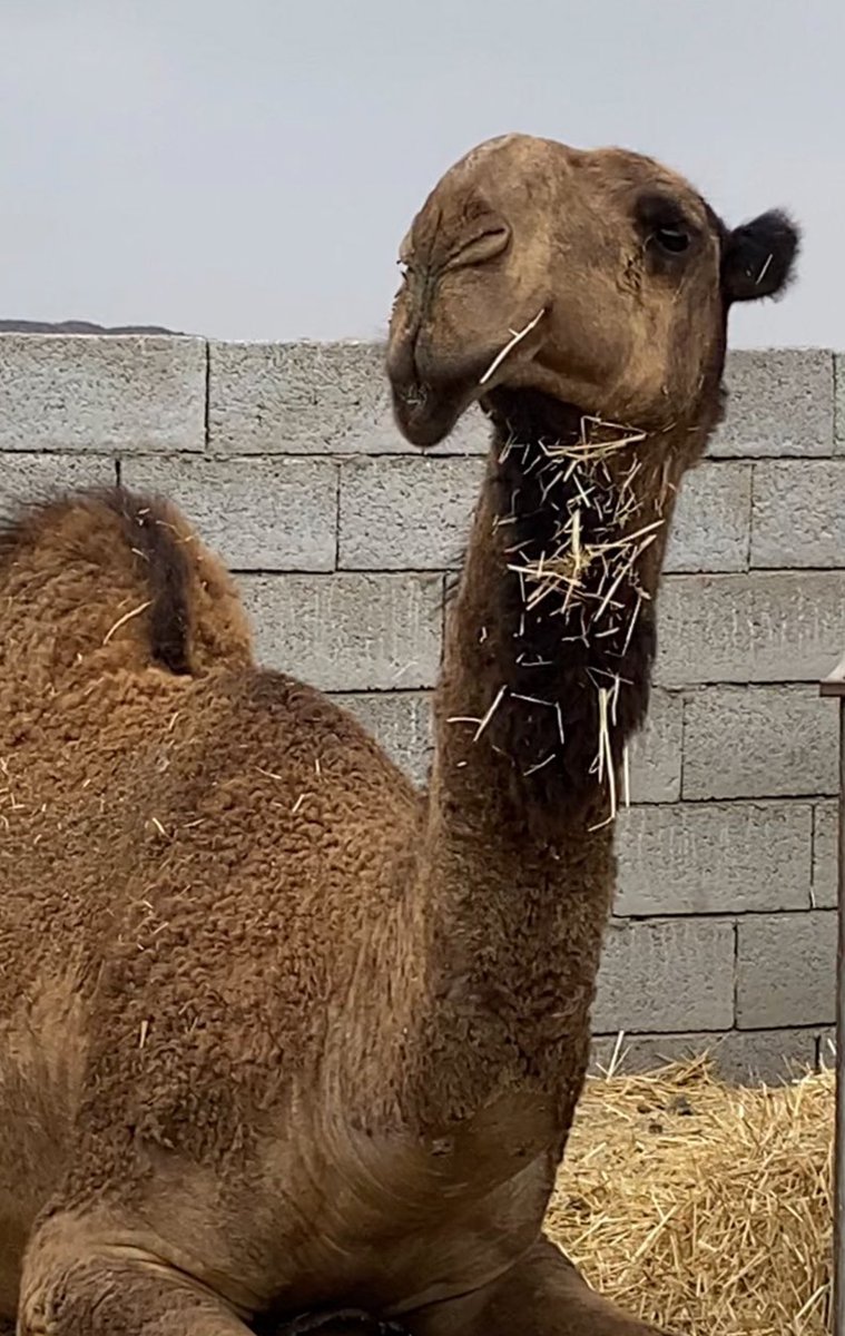 القعود على معدي الفريحي و امه صفرا مزاين 
السن جذع 
الفعود نادر وسليم من جميع العذاريب شرط وهدي جداً 
وتراه ماهوب رخيص و انا مالي حد 
البيع لأعلى سوم 
الموقع/ شمال الطايف 
للتواصل/ 0559595119