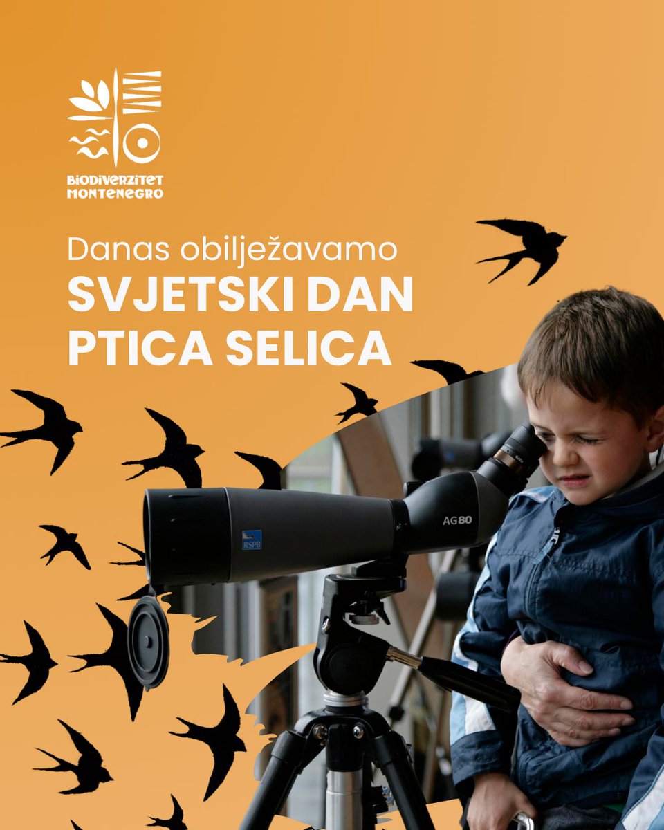 🕊️🌍 Sa pticama dijelimo prostor i imamo odgovornost da ga učinimo prijatnim i bezbjednim za njih.

#WorldMigratoryBirdDay
#WMBD2025
#SharedSpaces