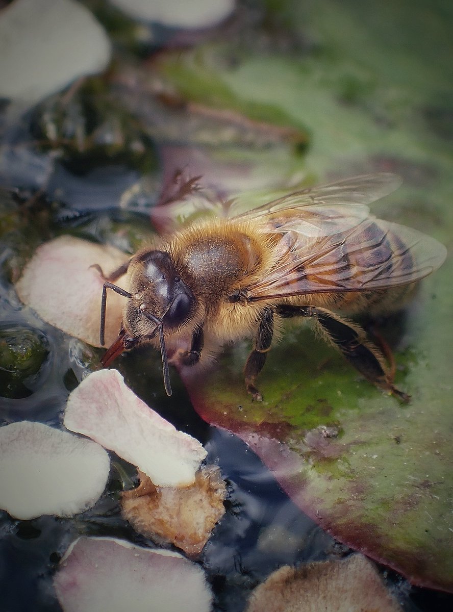 martado's tweet image. Just a sweet Honey bee (Apis mellifera) on a little lily pad, resting a foot on a flower petal, drinking from the wildlife pond 🐝🍃🌸🥰
Wishing everyone a lovely Saturday!
#SaturdayMorning #bee #gardening #insect #cute #pollinators #allotment #nature