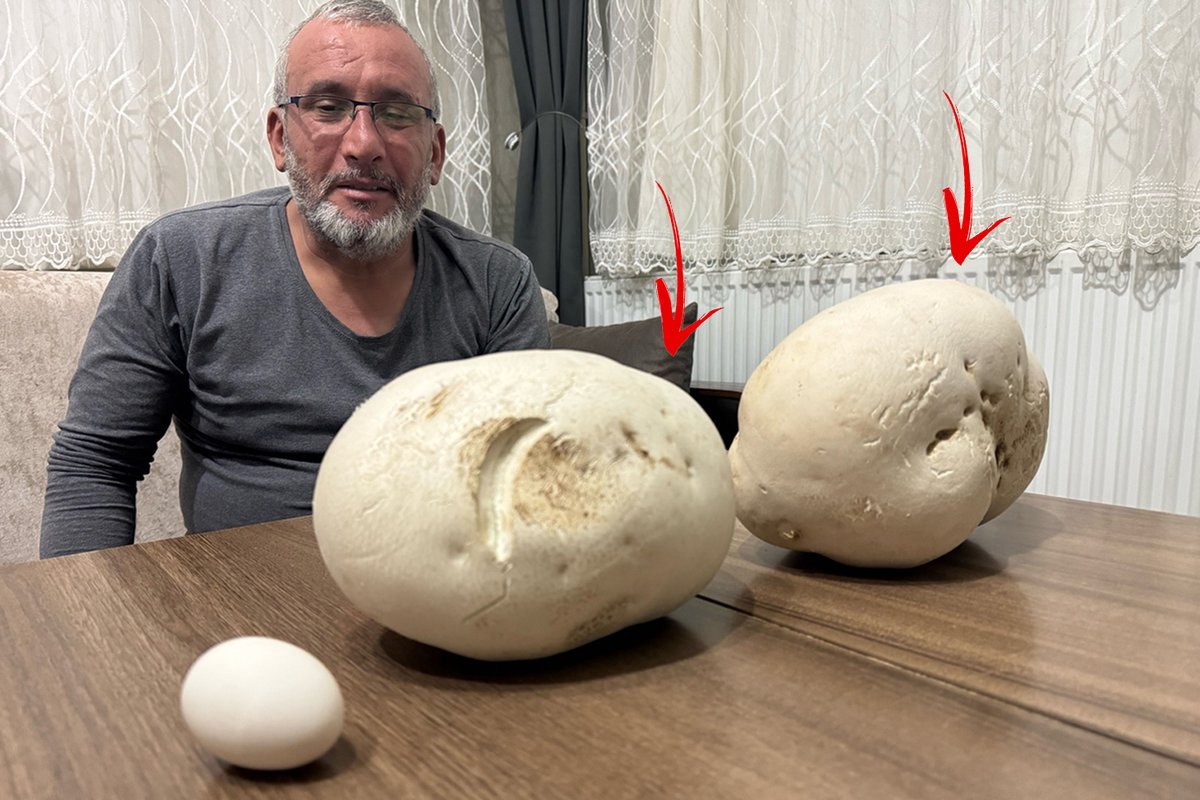 Isparta'da kırsal alanda ailesiyle yürüyüşe çıkan Yusuf Yalçın, biri 2,5 kilogram, diğeri de 1,5 kilogram ağırlığında 2 dev mantar buldu. Yalçın, "İlk defa böyle bir mantar gördüm. Komşularıma da gösterdim, onlar da oldukça şaşırdı" dedi.