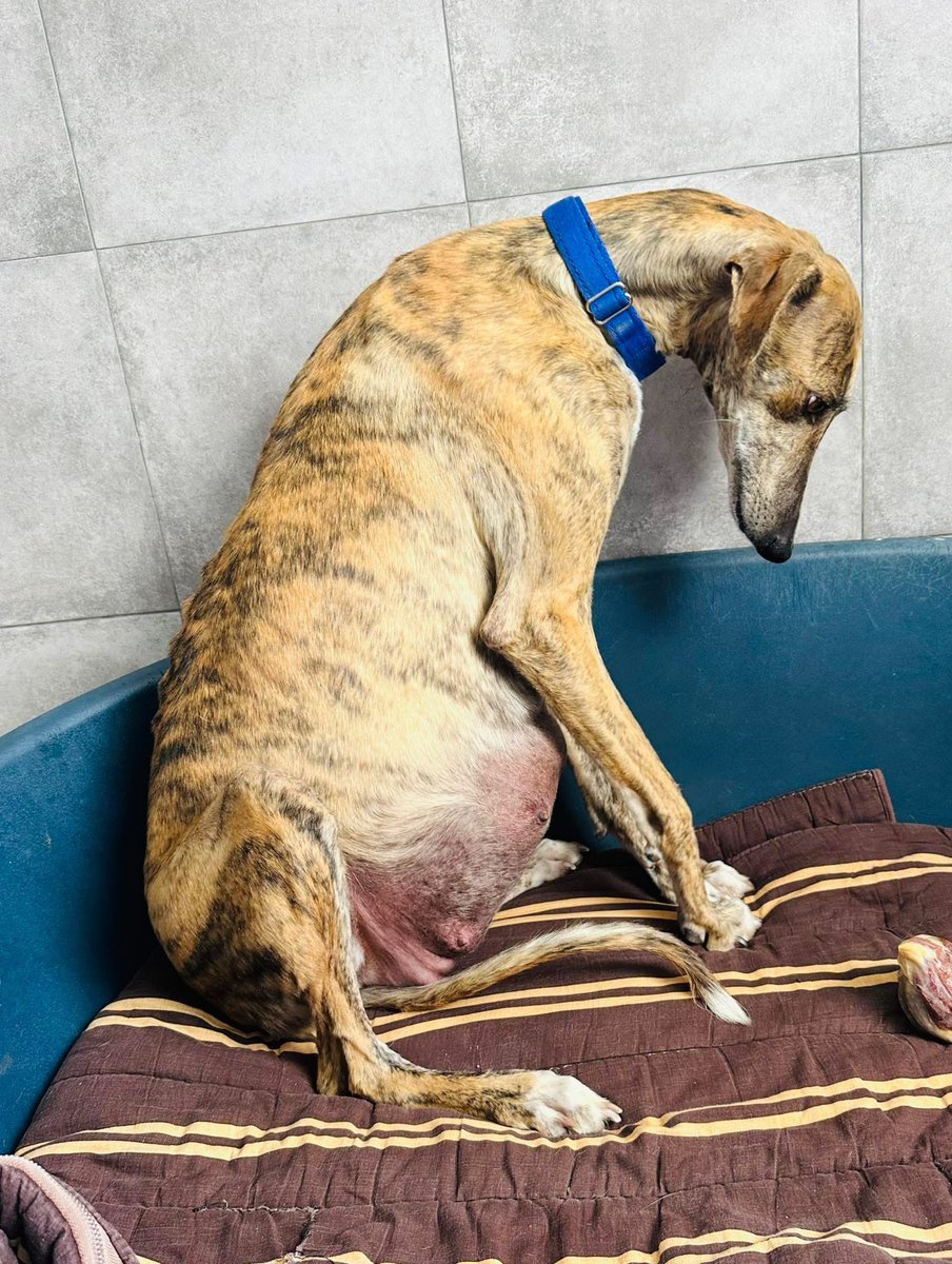 You will never meet a braver more noble soul than that of a Galgo. 
The Galgueros never feel shame at what they do. One day they will see, the Galgo español is far more worthy than they could ever be. 
Just thinking about what these dogs go thru and how many, not all, survive