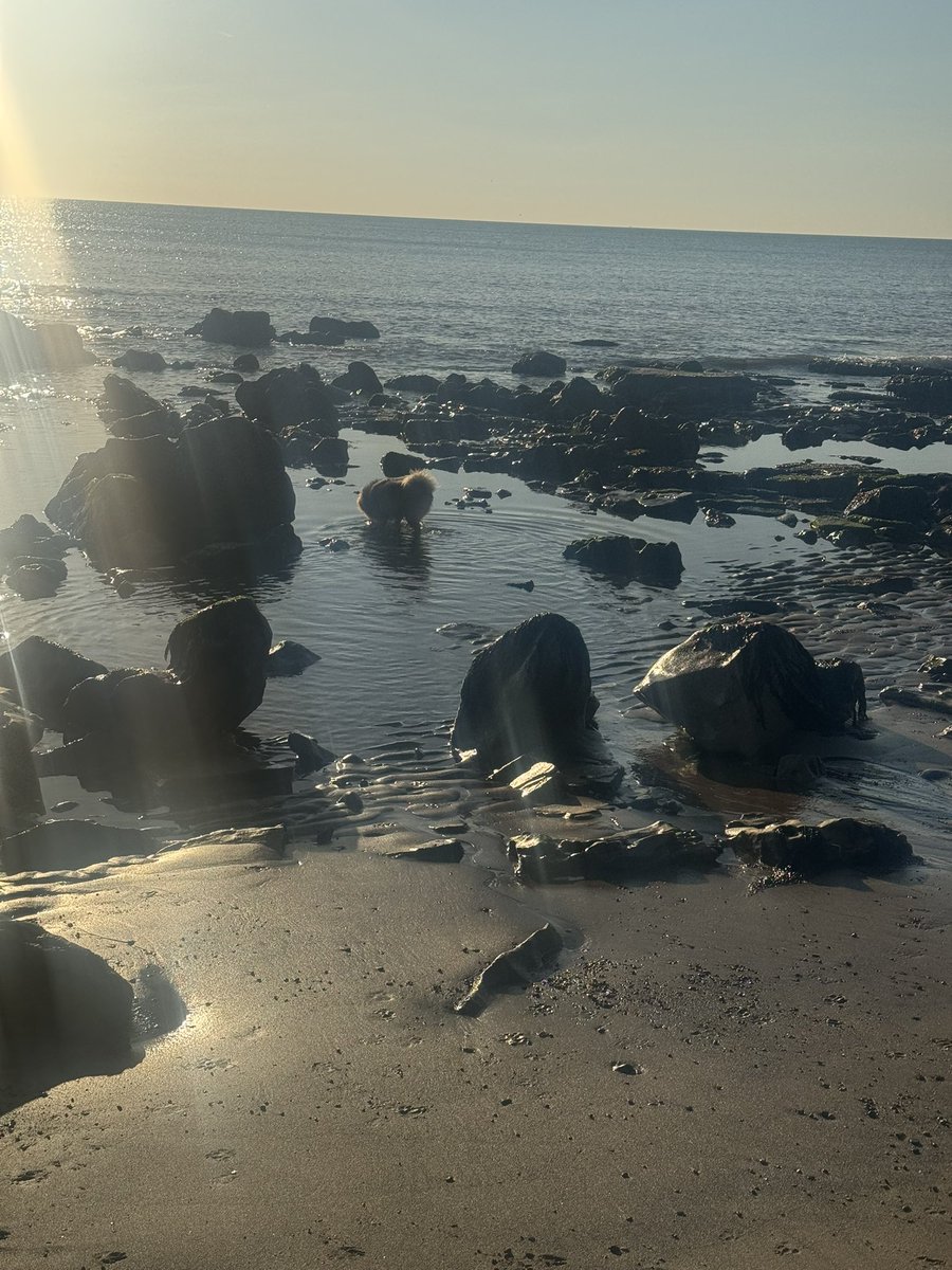 PipDredge's tweet photo. Early sat morning beach walks #Durham #pomeranian #BeachLife https://t.co/LRCL7dzPSE