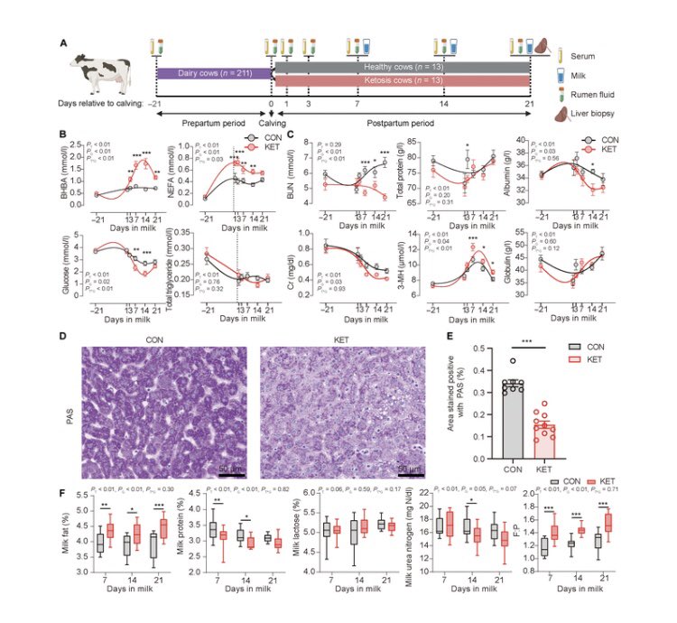 Alanine Derived from #Ruminococcus_E bovis Alleviates Energy Metabolic Disorders during the Peripartum Period by Providing Glucogenic Precursors. Click the link below to read this free, open access article. doi.org/10.34133/resea…
