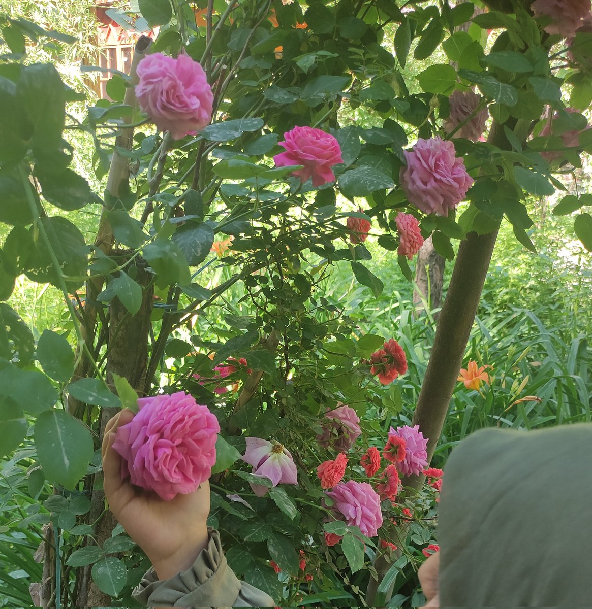 Hosnadokht's tweet image. آنگاه که صدای بال پروانه ای خواب را از چشمانم میرباید
و خنکای نسیم، ناخوانده از لای پنجره ، میهمان صورتم میشود ، به آواز گنجشکی دوباره عاشق میشوم!
یادم باشد امروز ،برای دلم شاخه ای نسترن بچینم و کلاغ سیاه همسایه را مهمان ،مشتی دانه کنم .
قدری مهربانی شاید آرام کند روزگار سرکش را.