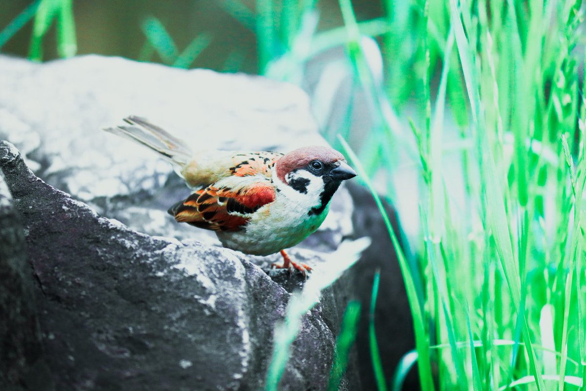 _Ramune_4's tweet photo. 仲間が呼ぶ声が聞こえてくる。

  #雀  #野鳥写真  #野鳥撮影   #壁紙
 #写真  #日本   #キリトリセカイ   #何気ない瞬間を残したい
 #写真で伝える私の世界   #写真好きと繋がりたい 

  #bird  #Wallpaper  #follow
 #photography  #photooftheday  #Japan https://t.co/d7wMuN0pYj