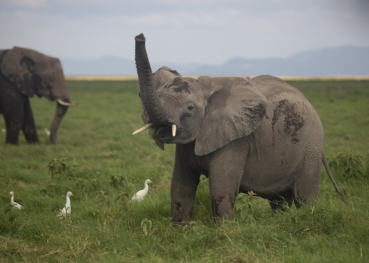 New paper alert!

Dr. Vicki Fishlock &amp; colleagues explore elephant culture and its role in conservation in a new open-access paper. 

📖 Read it here: doi.org/10.1098/rstb.2…

#Elephants #AnimalCulture #ConservationScience #Amboseli
⁠