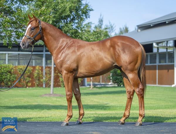Tara Madgwick (@breednet) on Twitter photo 900k MM purchase from Arrowfield, Beadman looks like he might live up to the name!! breednet.com.au/news/39153/bea… <a href="/mmsnippets/">Magic Millions</a> <a href="/ArrowfieldStud/">Arrowfield Stud</a> <a href="/NewgateFarm/">Newgate</a> <a href="/Chinahorseclub/">China Horse Club</a> <a href="/TrilogyRacing1/">Trilogy Racing</a> <a href="/gobloodstockaus/">Go Bloodstock Australia</a> <a href="/RidgmontFarm/">RidgmontFarm</a> <a href="/SnowdenRacing1/">Snowden Racing</a> 900k MM purchase from Arrowfield, Beadman looks like he might live up to the name!! breednet.com.au/news/39153/bea… <a href="/mmsnippets/">Magic Millions</a> <a href="/ArrowfieldStud/">Arrowfield Stud</a> <a href="/NewgateFarm/">Newgate</a> <a href="/Chinahorseclub/">China Horse Club</a> <a href="/TrilogyRacing1/">Trilogy Racing</a> <a href="/gobloodstockaus/">Go Bloodstock Australia</a> <a href="/RidgmontFarm/">RidgmontFarm</a> <a href="/SnowdenRacing1/">Snowden Racing</a>