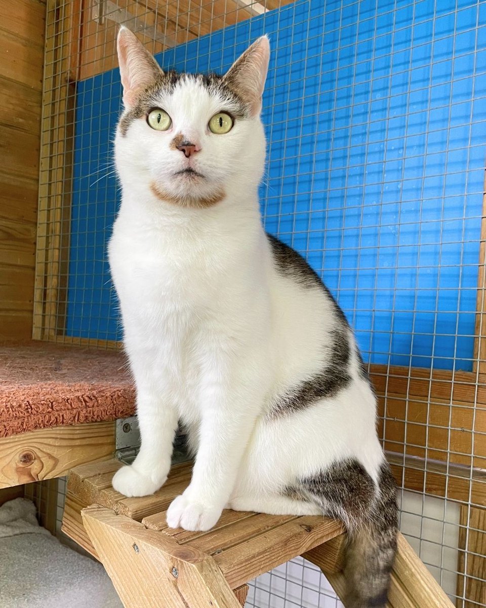 The_Blue_Cross's tweet image. After 143 days in care, sweet 8-year-old Bluebell is still waiting for her forever home. 💔
She’s a gentle cuddlebug who loves laps, playtime, and peace. A quiet, pet-free home is all she needs to bloom.
Ready to meet her? 👉 bit.ly/3Z4PI60 #Caturday