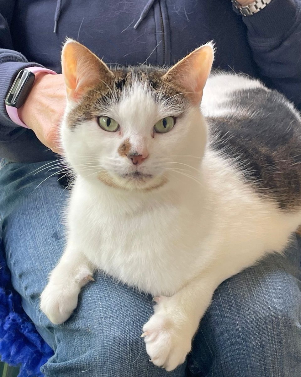 The_Blue_Cross's tweet image. After 143 days in care, sweet 8-year-old Bluebell is still waiting for her forever home. 💔
She’s a gentle cuddlebug who loves laps, playtime, and peace. A quiet, pet-free home is all she needs to bloom.
Ready to meet her? 👉 bit.ly/3Z4PI60 #Caturday