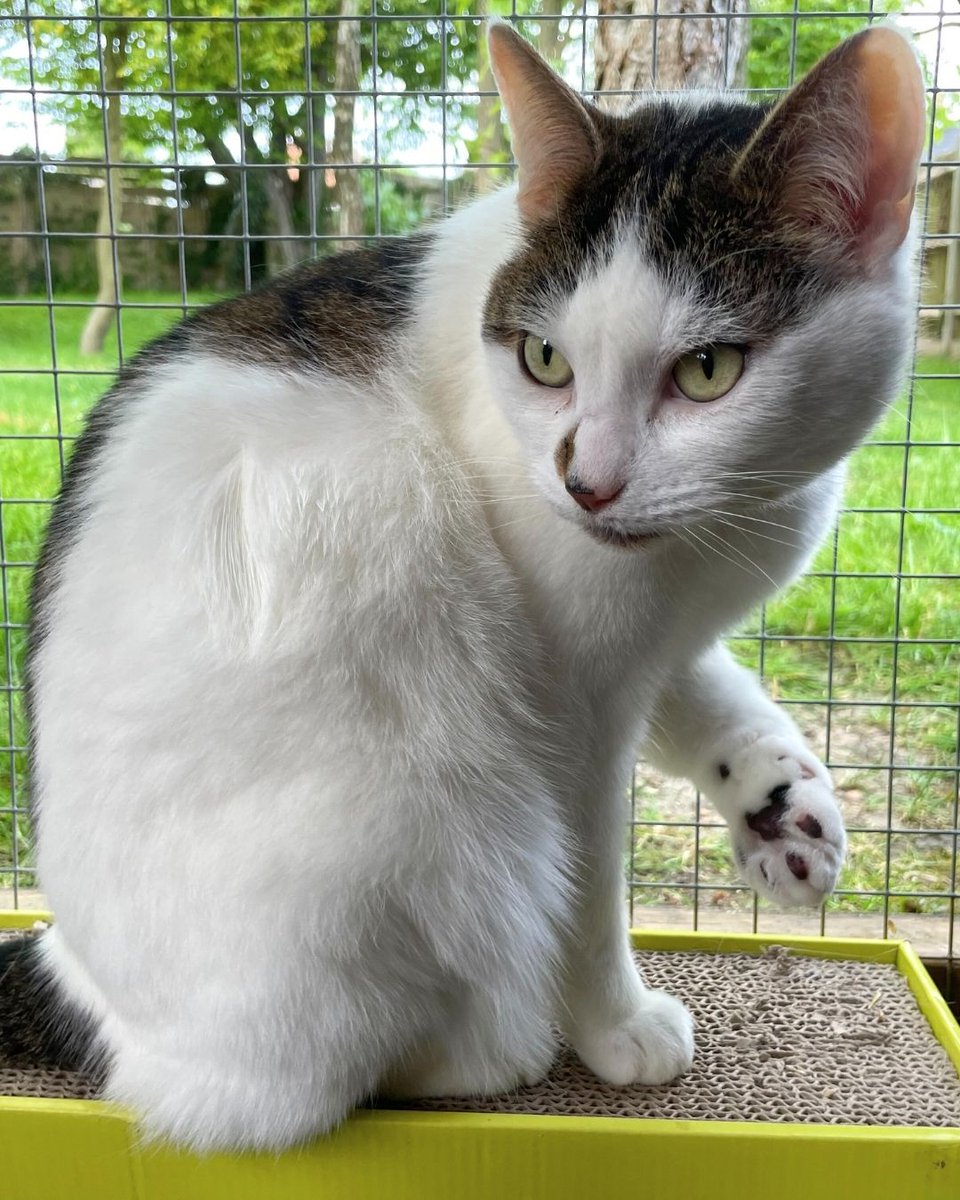 The_Blue_Cross's tweet image. After 143 days in care, sweet 8-year-old Bluebell is still waiting for her forever home. 💔
She’s a gentle cuddlebug who loves laps, playtime, and peace. A quiet, pet-free home is all she needs to bloom.
Ready to meet her? 👉 bit.ly/3Z4PI60 #Caturday