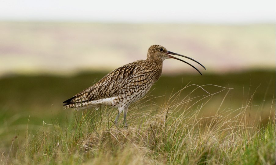 NGO condemns RSPB’s efforts to save the curlew

The National Gamekeepers’ Association (NGO) has criticised the RSPB’s lack of acknowledgement of the successful work done by keepers to save the curlew. 

🗞️ Read it here: tinyurl.com/4hbny8sp