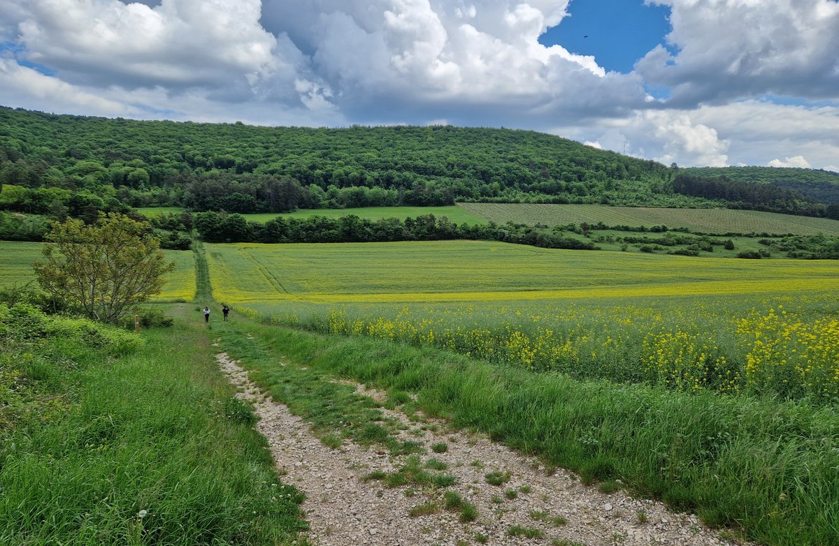 wheatpath's tweet image. Our week of #Puccinia graminis sampling on #Berberis around Dijon for the #FSOV project @semae_officiel &quot;RouilleNoire_2.0&quot; ended on a high note with the presence of Fabio Mascher &amp;amp; Wycliff Magowa #HAFL 🇨🇭!