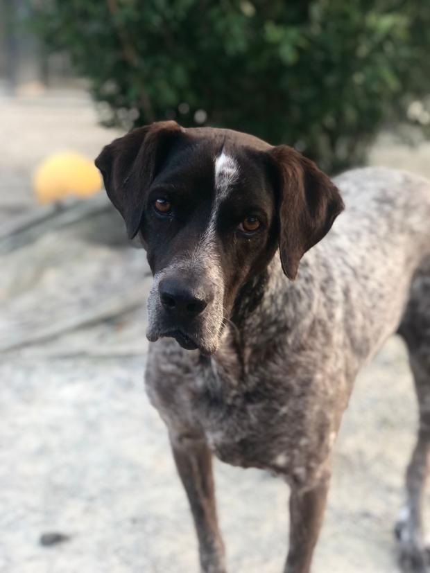 FBB_Officiel's tweet image. #SOSADOPTION, Aristo, 13 ans

💔 10 ans de refuge… et toujours personne.

Aristo a 13 ans. Il en a passé 12 au refuge, à regarder les autres partir, à espérer, à attendre. Et pourtant… Aristo est un amour de chien.

C’est un braque allemand au cœur immense : adorable, pot de…