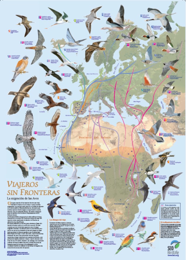 📢Feliz #DíadelasAvesMigratorias!
Quieres saber cuáles son las "autopistas aéreas" que utilizan? Pues aquí las tienes👇
Nos encanta este mapa!!
Por cierto, también puedes conseguirlo en nuestra tienda
tienda.seo.org/poster-aves-mi…