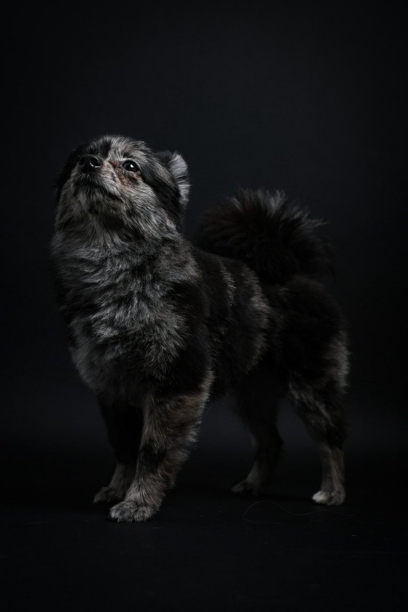 GR🐺えいみりあん👽🦄 tweet media