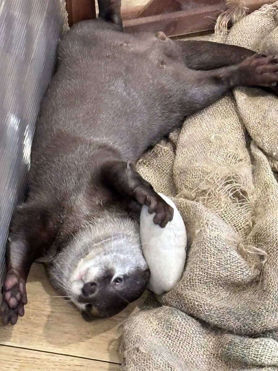 skeb納品したご褒美に小動物カフェに行ってきた!超可愛くて癒されたゾ 