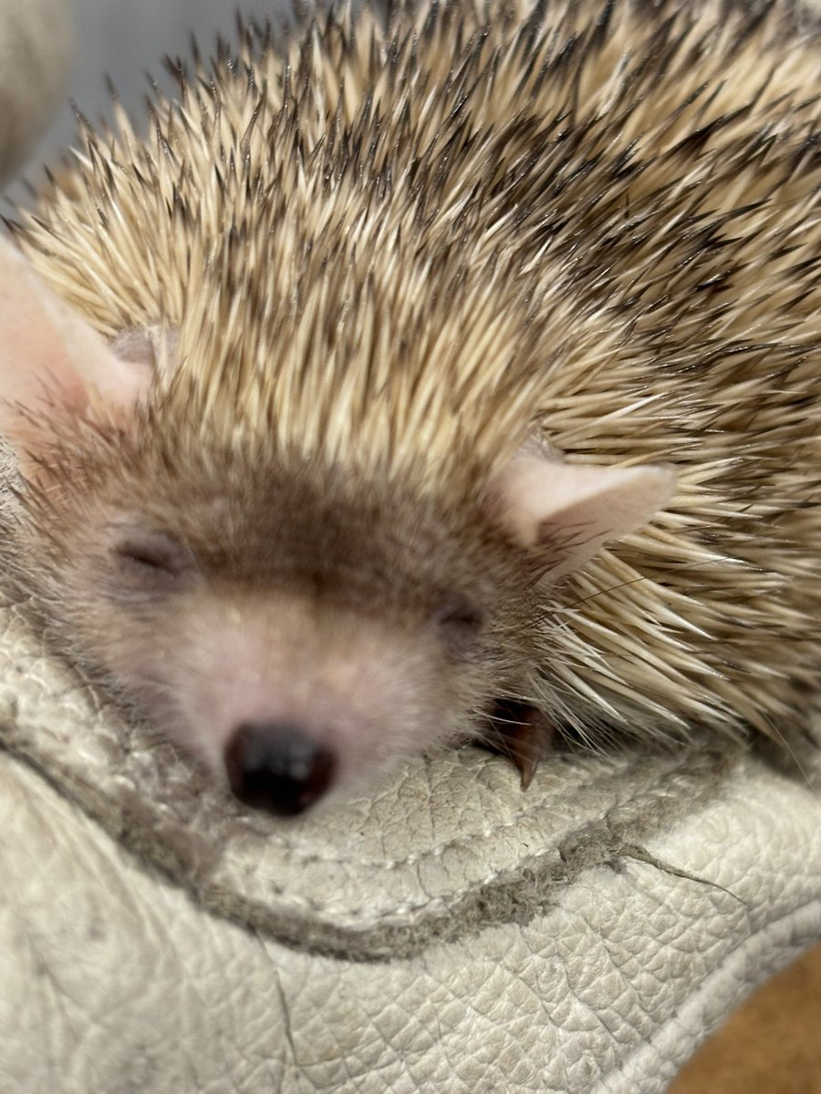 skeb納品したご褒美に小動物カフェに行ってきた!超可愛くて癒されたゾ 