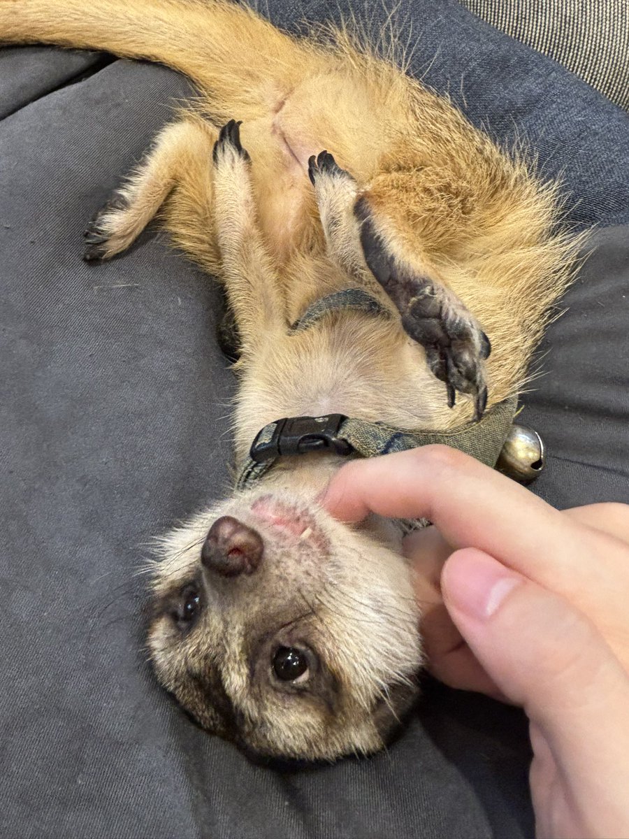 skeb納品したご褒美に小動物カフェに行ってきた!超可愛くて癒されたゾ 