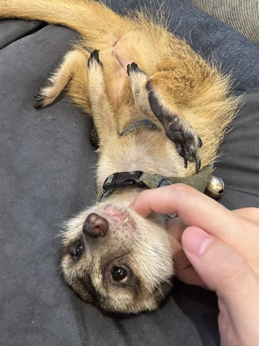 skeb納品したご褒美に小動物カフェに行ってきた!超可愛くて癒されたゾ 