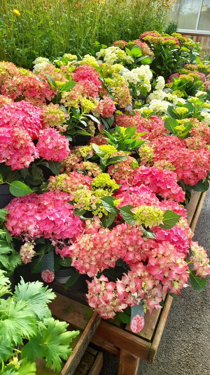 Super Saturday Sunshine 🌞  - the plant area is bursting with colour. Go on add some instant cheer to the garden