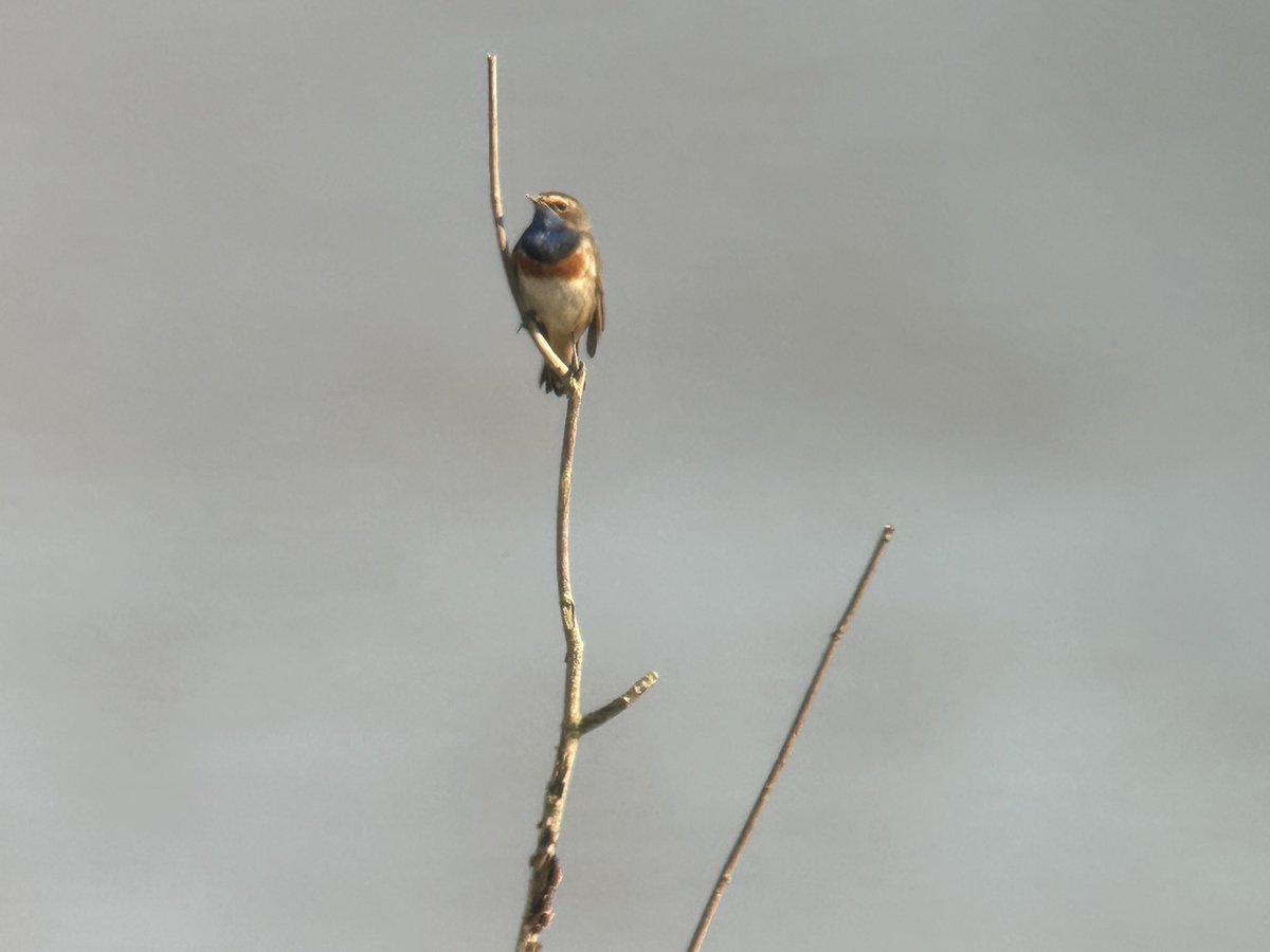 JeremyH (@hozbob3652) on Twitter photo Bluethroat showing well from Shepherds Hut 0830 to 0920 <a href="/slimbridge_wild/">Slimbridge Sightings</a> #glosbirds Bluethroat showing well from Shepherds Hut 0830 to 0920 <a href="/slimbridge_wild/">Slimbridge Sightings</a> #glosbirds