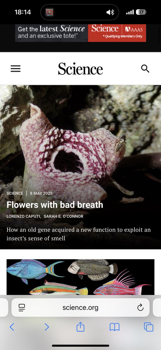 yokuyama's tweet image. 今回幸運にもサイエンス誌に掲載された論文ですが、これは僕の20年あまりの学究の集大成であり、ようやくひとつの思い描いていた研究の姿が実現できたかなあと考えています。