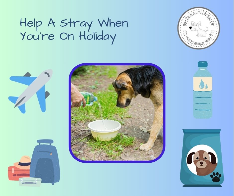 If you are holidaying overseas this year &amp; visiting a country with a stray dog population you may be thinking of helping out

Please take a look at our tips to do so safely 👍
dogdeskanimalaction.com/help-a-stray-w…