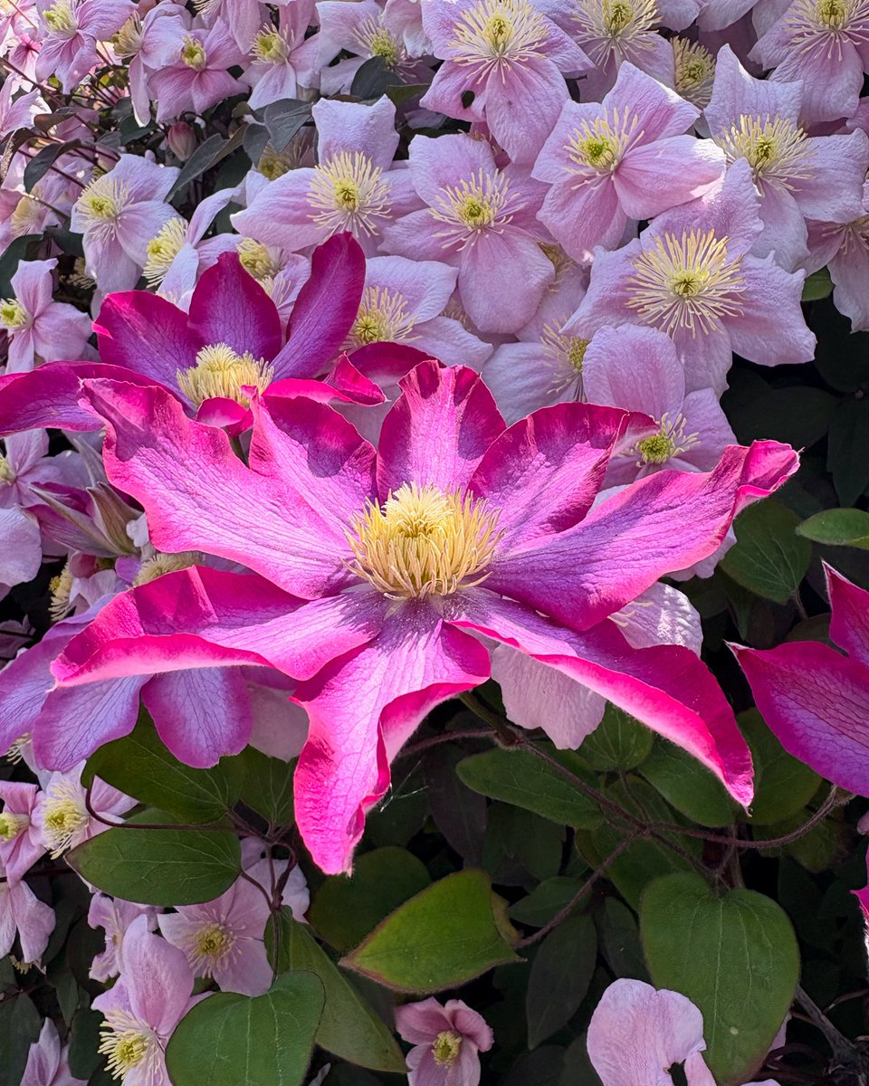 Gorgeous clematis in bloom 🌸🌸🌸 #clematis #gardenservices #northleeds