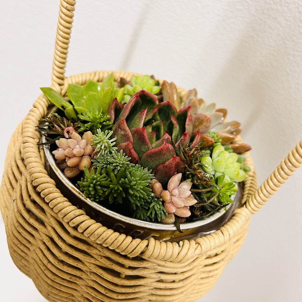AquaticPlantsF's tweet photo. 母の日ギフト
お母さんをほったらかしにしてイベントに来た罪滅ぼしをしたいあなたに。
5000円で表記しますが、『親不孝価格希望です！』と大声で言っていただけたら2500円にします。 https://t.co/7JZ1F2R3hx