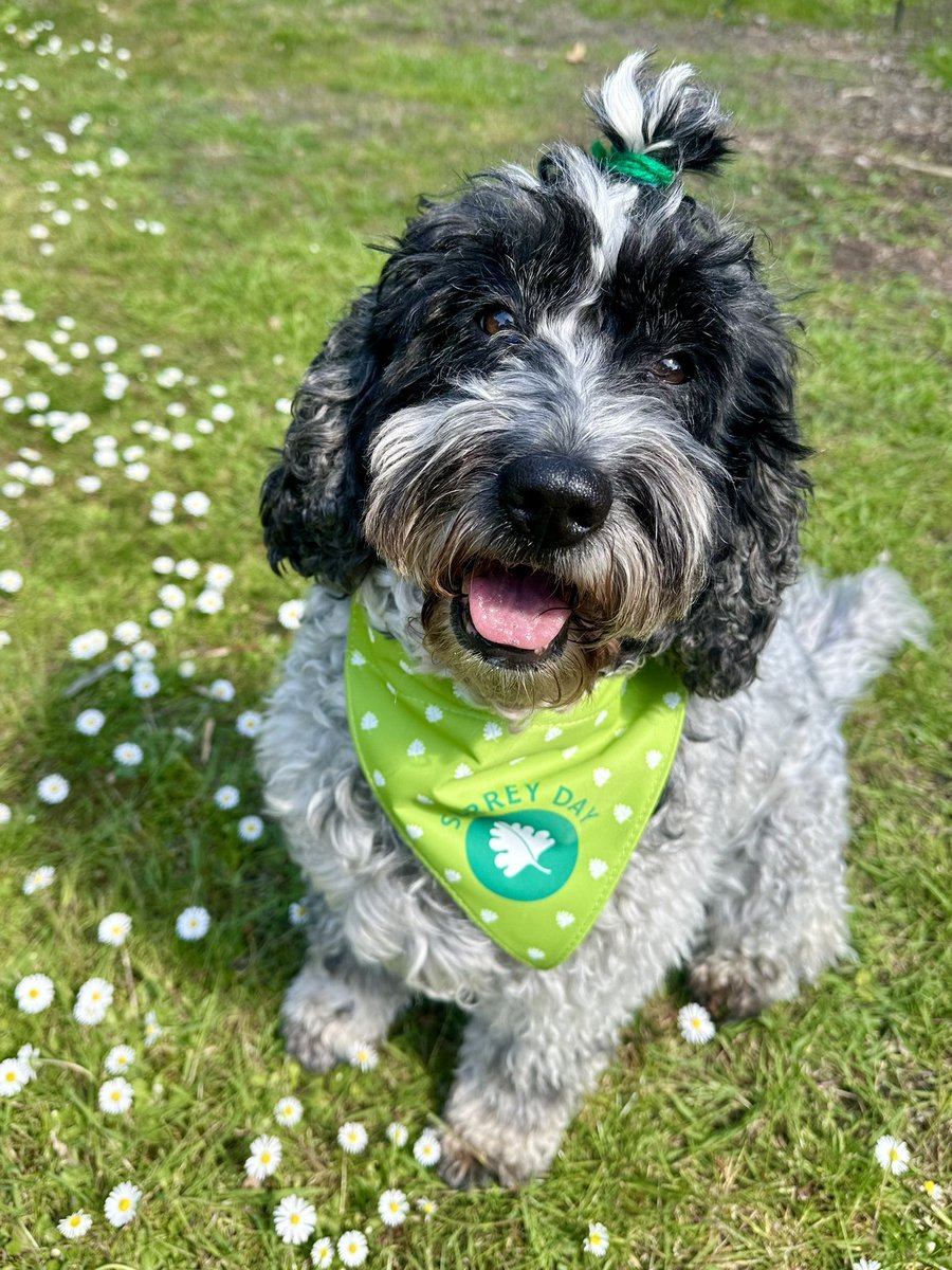 Cllr Maddy Redpath tweet media