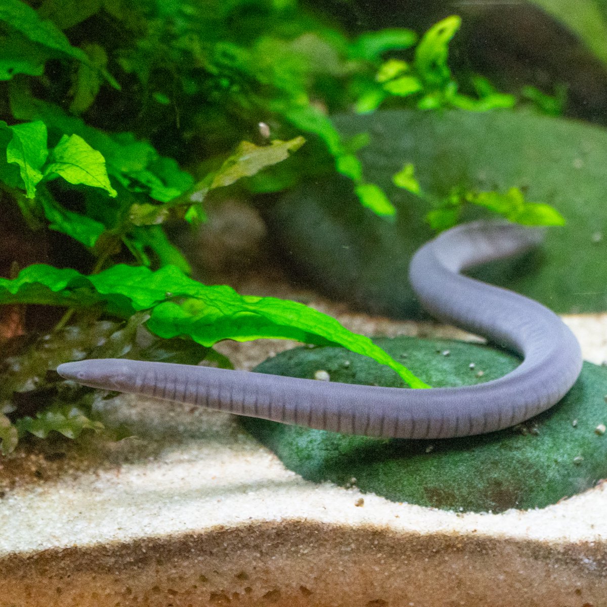 💚🐸 Saving amphibians takes a dedicated animal care team, cutting-edge conservation research and people like YOU! Get tips on how to help frogs, toads, salamanders, newts and caecilians from our experts. Hop to it!   
. . . 
🌊 Keep habitats clean. 
Protecting amphibians means