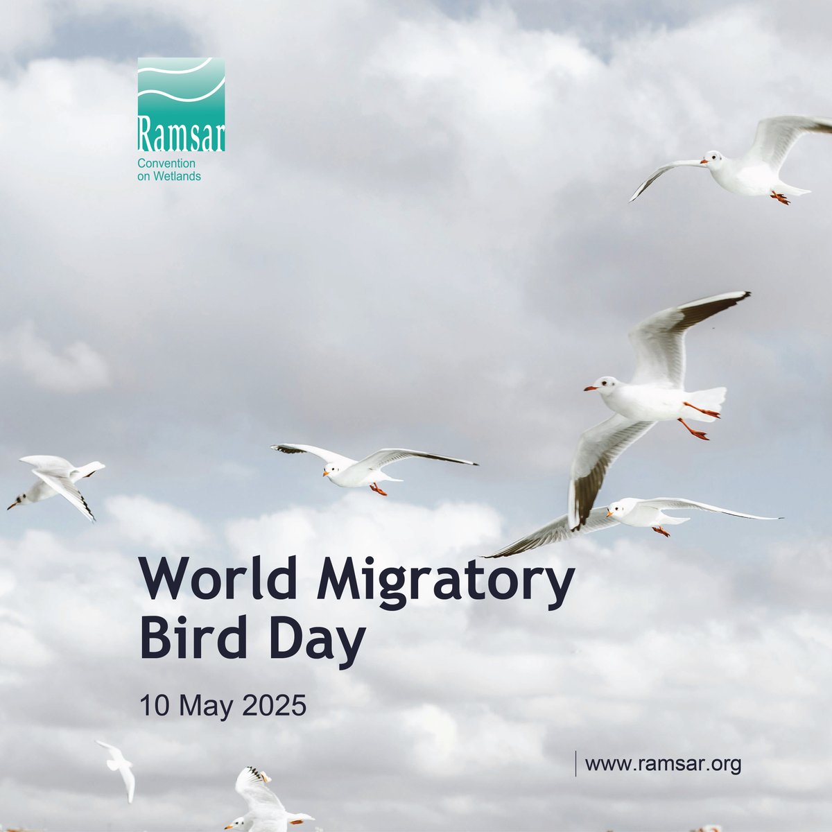 🕊️ The theme for #WMBD2025 emphasizes that every community can play a significant role in supporting migratory birds.

🦆 Through good city planning, communities can significantly contribute to the well-being of migratory birds. #WorldMigratoryBirdDay