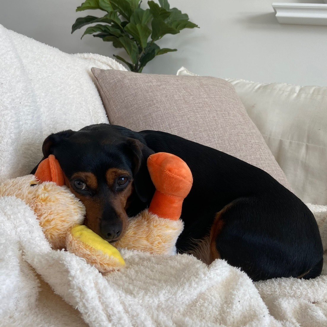 Stephen Schoch tweet media