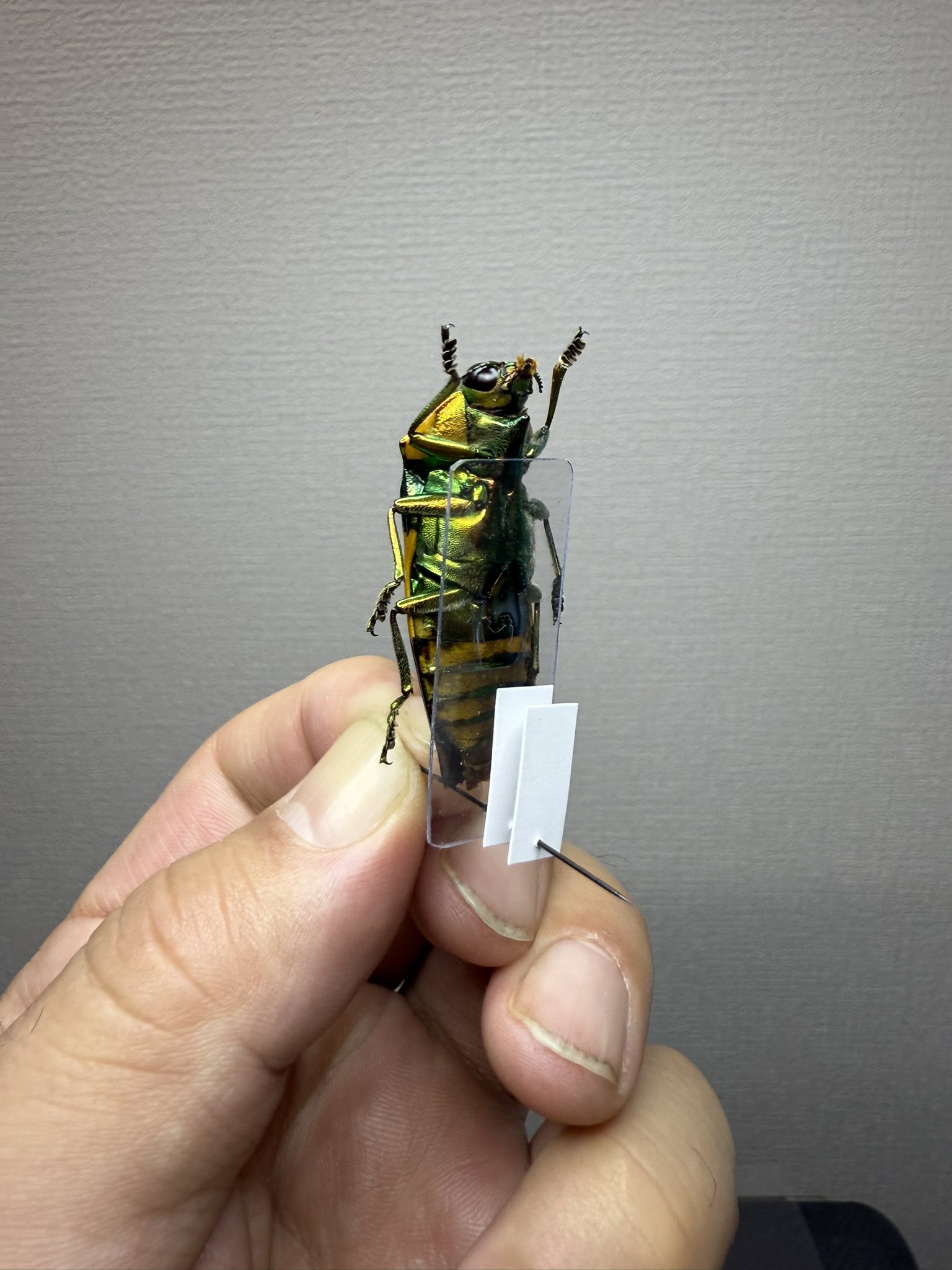 つなし トゲナベブタムシ 4匹 標本 Synwat-d.jpg