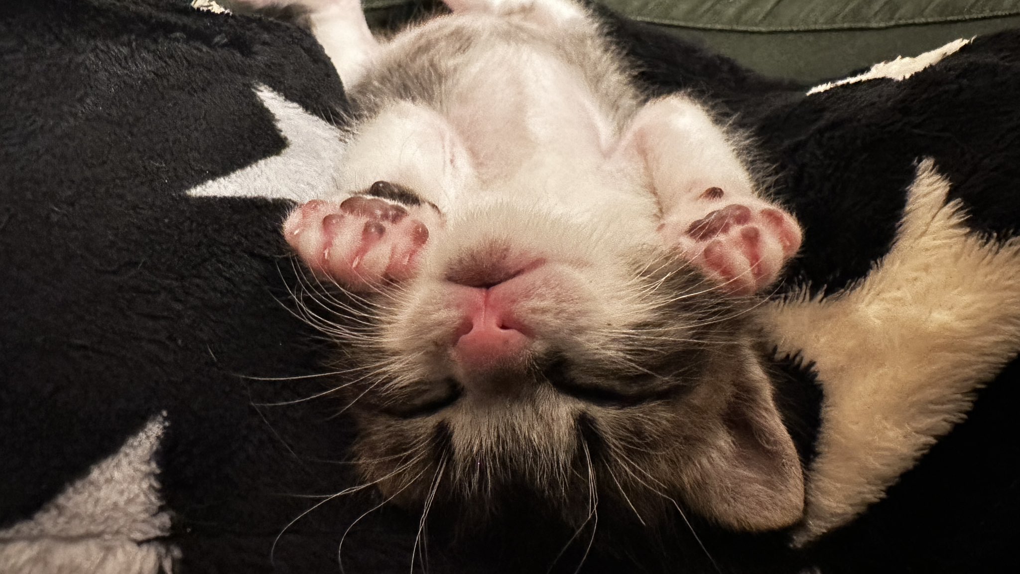 にゃんころりん様★専用ページです。 にゃんころり (@gl0omyxx) / X