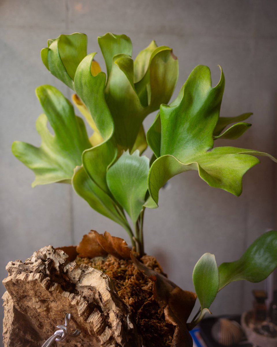 Sattahip
ずっとコンパクトに育てること意識してましたが、
肥料欲しがってるような気がしたのでP-foodたっぷりふりかけちゃいました。