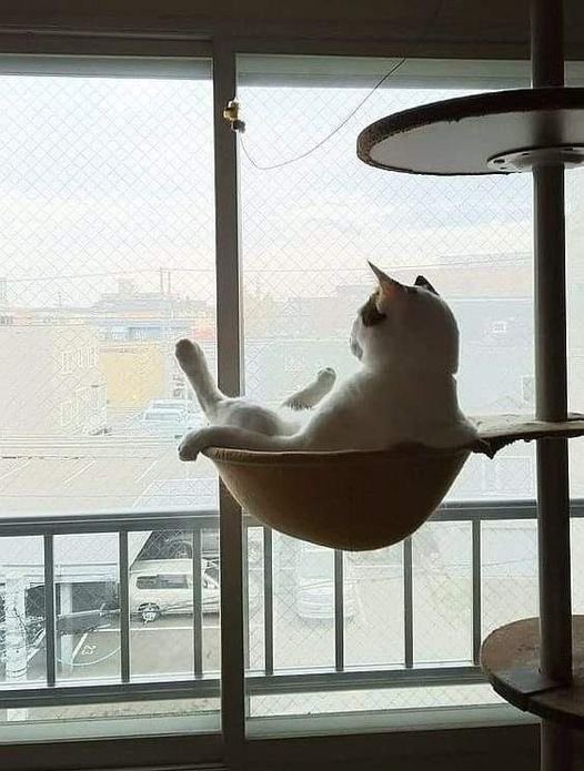 「あなたが仕事に行ってから寂しそうにしてるわよ」と母から送られてきた写真