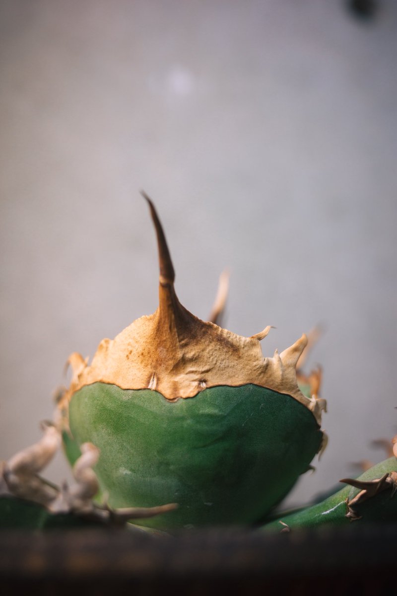 大阪のイベントで購入したオアハカ産オテロイを発根管理中…
わしゃわしゃで厳ついアガベもかっこいいですが、こういう鋸歯大人しめでバンド幅広いのが好みです。