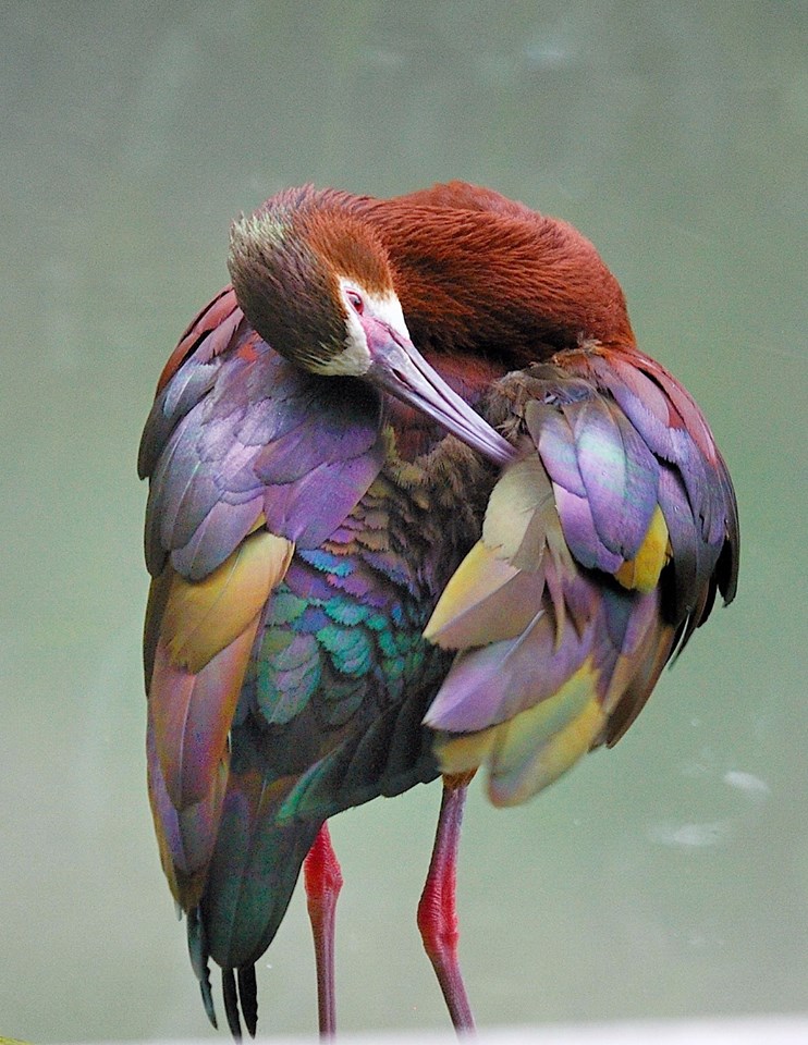 The spectacular white-faced ibis with its colorful purple, crimson, teal and gold feathers and ruby-red eyes is sure to brighten your day!  

Photo by Leslie Scopes Anderson