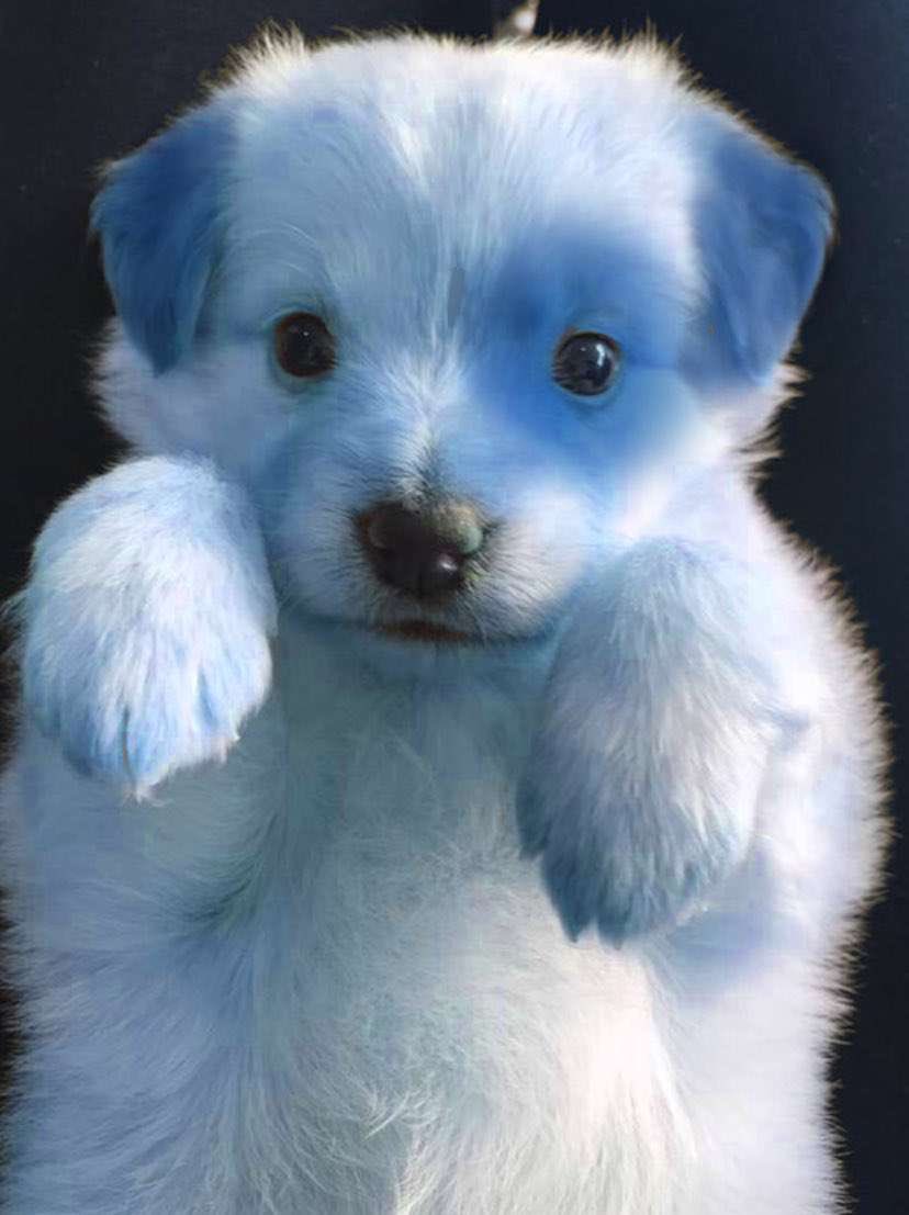 barnaby b. beagle (@thebiuebeagle) on Twitter photo 