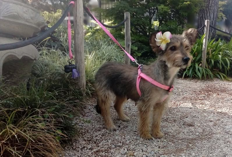 CFJ 🤙 Ho'oponopono (@not_cfj) on Twitter photo Happy to announce my new rescue:
Leilani (Heavenly Flower)
3y/o Schnoodle
<a href="/HeidiL_RN/">Heidi</a> <a href="/RealErinCruz/">CRUZ FOR THE PEOPLE (CA)</a> <a href="/KenWahl1/">Ken Wahl</a> <a href="/JonahDispatch/">Jonah Goldberg</a> <a href="/MrJerryOC/">Jerry O'Connell</a> <a href="/tgradous/">Tim Gradous</a>
#adoptdontshop #rescue #rescuedog <a href="/Spikesk9fund/">Spike's K9 Fund</a> <a href="/PatriotsandPaws/">Patriots And Paws</a> Happy to announce my new rescue:
Leilani (Heavenly Flower)
3y/o Schnoodle
<a href="/HeidiL_RN/">Heidi</a> <a href="/RealErinCruz/">CRUZ FOR THE PEOPLE (CA)</a> <a href="/KenWahl1/">Ken Wahl</a> <a href="/JonahDispatch/">Jonah Goldberg</a> <a href="/MrJerryOC/">Jerry O'Connell</a> <a href="/tgradous/">Tim Gradous</a>
#adoptdontshop #rescue #rescuedog <a href="/Spikesk9fund/">Spike's K9 Fund</a> <a href="/PatriotsandPaws/">Patriots And Paws</a>