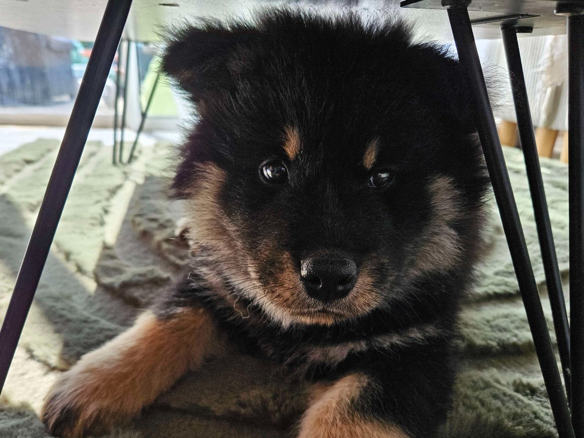 J'ai ajouté un nouveau membre à la team aujourd'hui.🥰
2 mois et déjà le plus bel être du monde...