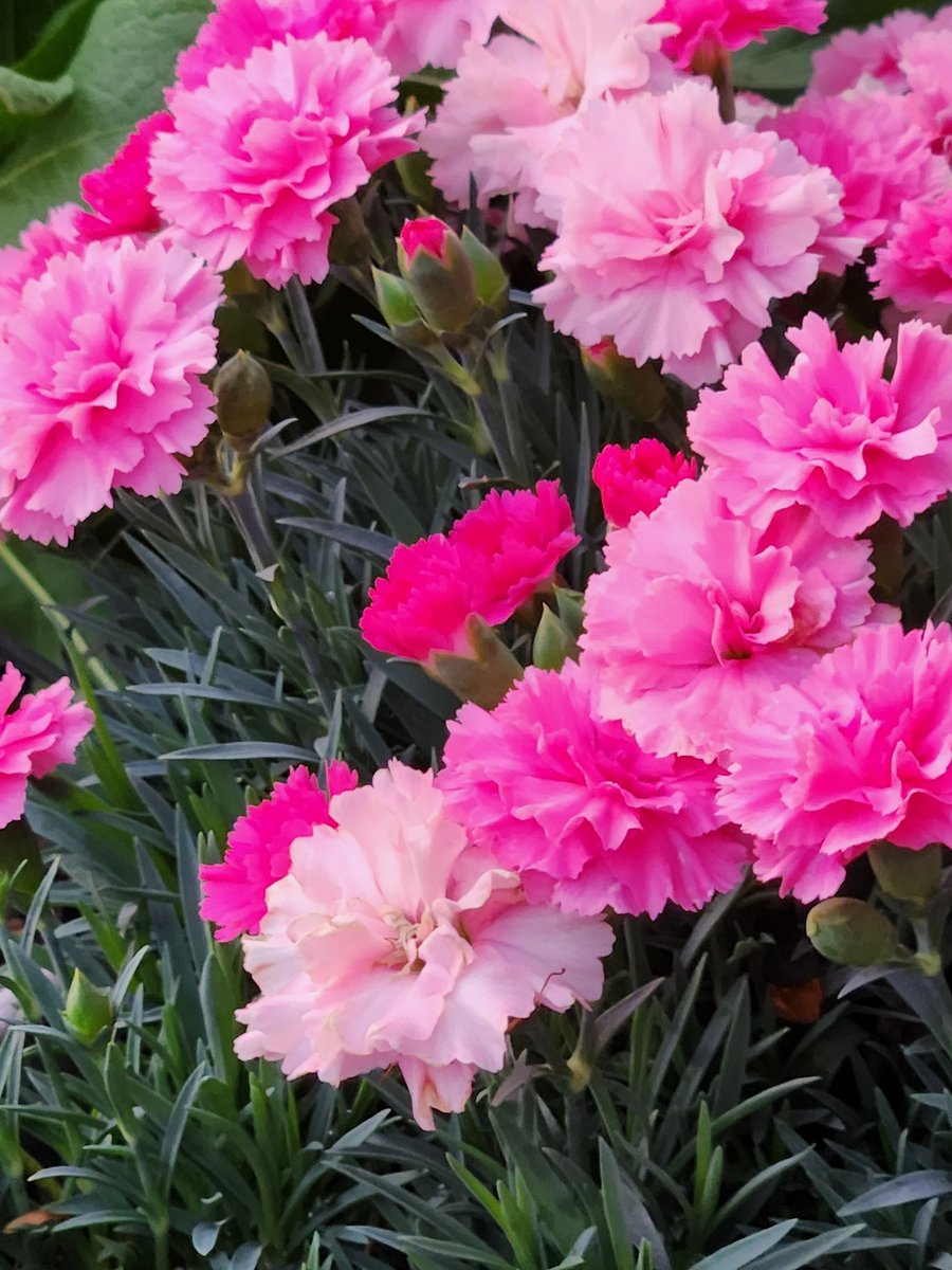 11日、母の日に
カーネーション