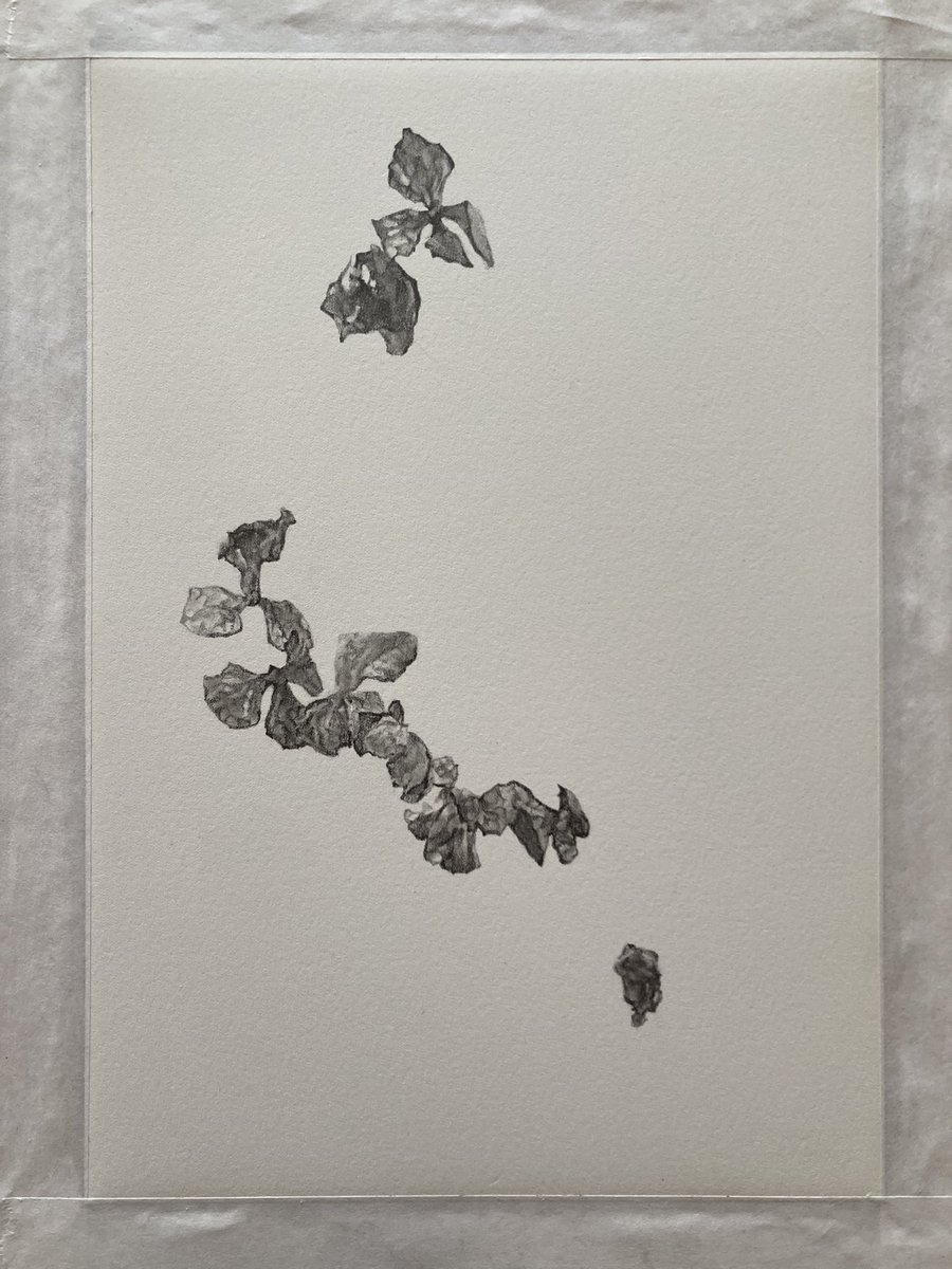 foolblueboo's tweet photo. 鉛筆画2点で参加させていただきます。
よろしくお願いいたします！

※概要は以下に続きます。
💠💠💠💠💠💠💠💠💠💠💠💠💠💠💠💠💠 
CYAN企画展　紫陽花フェス
【紫陽花の海と、月とその雫】展　vol.2 https://t.co/fiIPXVVqa9