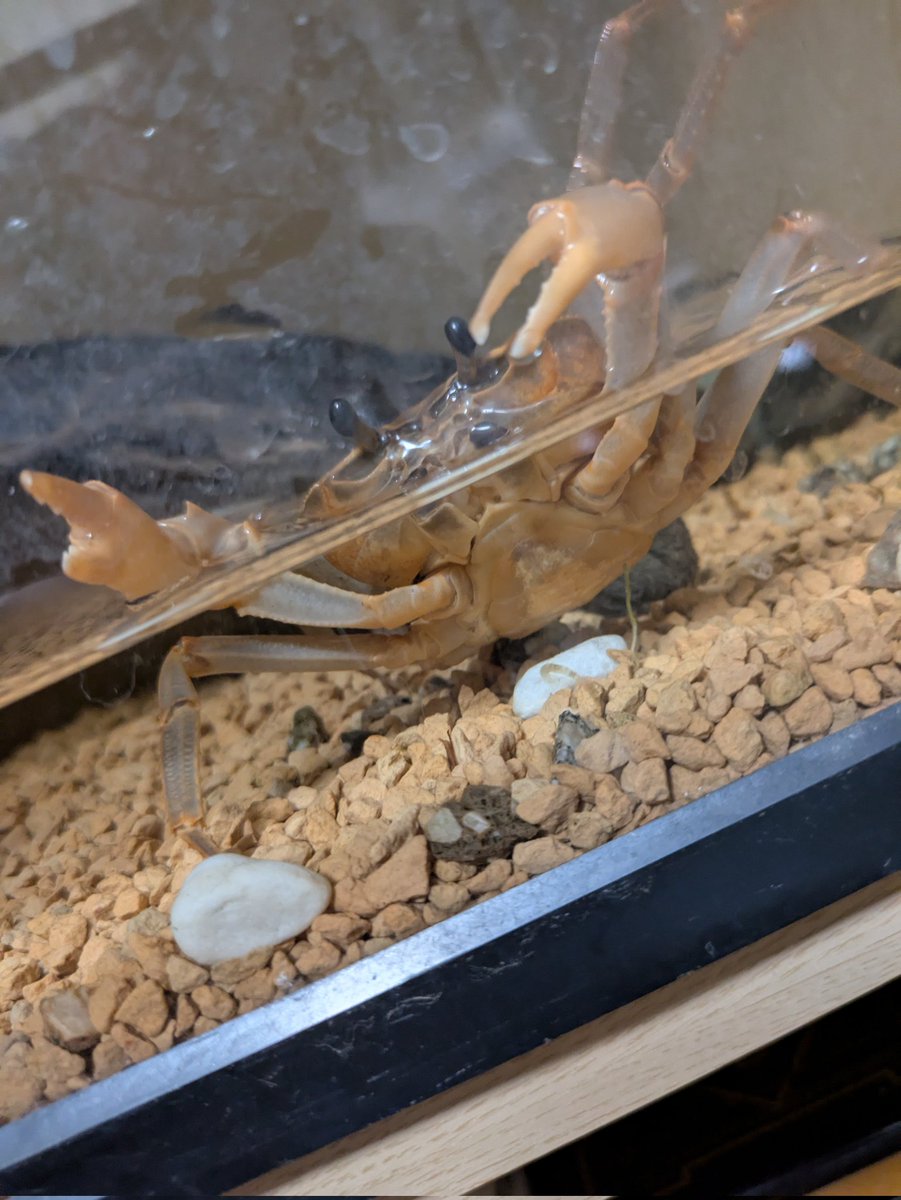 なるみグリム tweet media