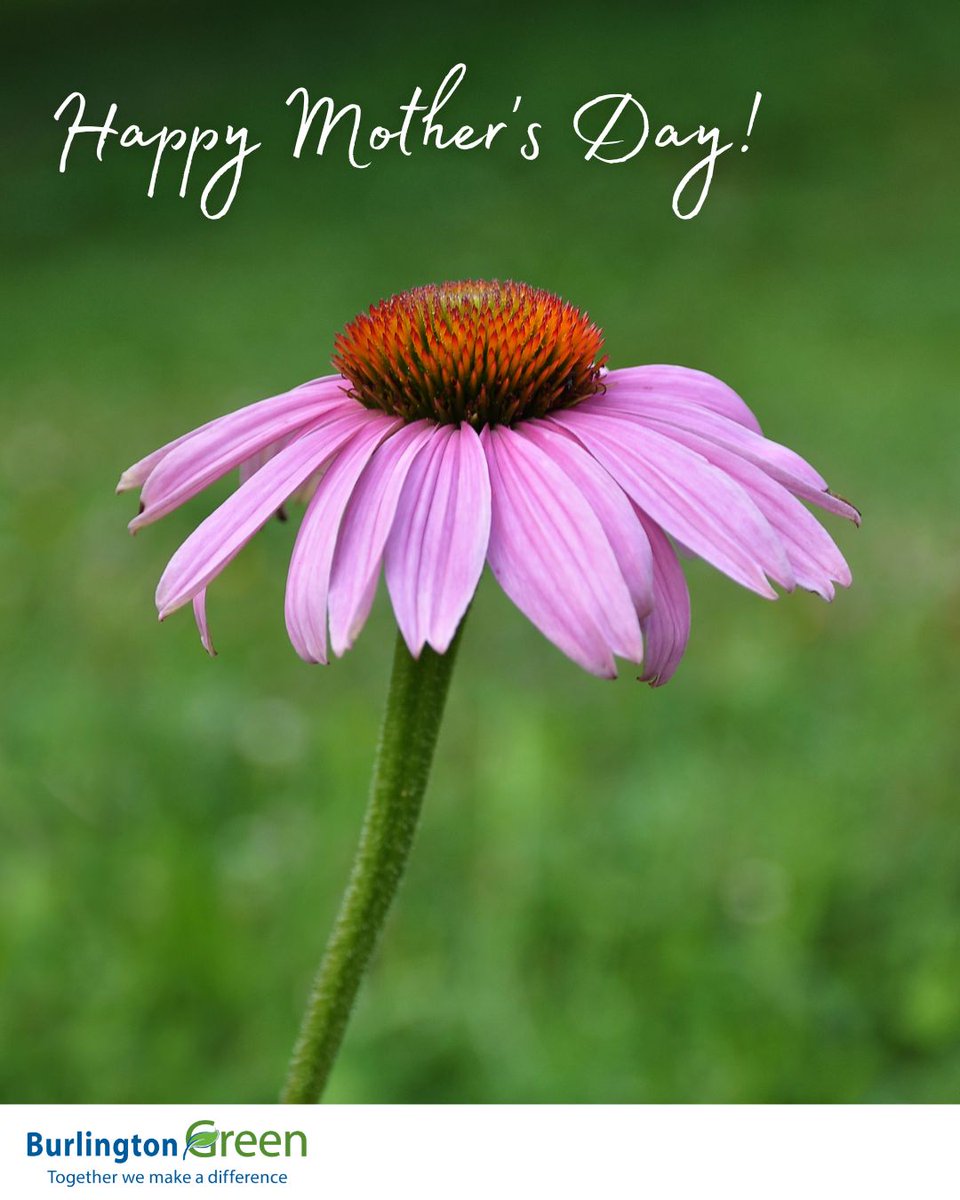 Need a last minute Mother's Day gift with special meaning? 🌻

Your donation to BurlingtonGreen in your Mom's honour will protect local nature, empower youth to take action for the future &amp; much more. 🌏

Select a beautiful, paperless eCard to personalize!
burlingtongreen.org/donate/