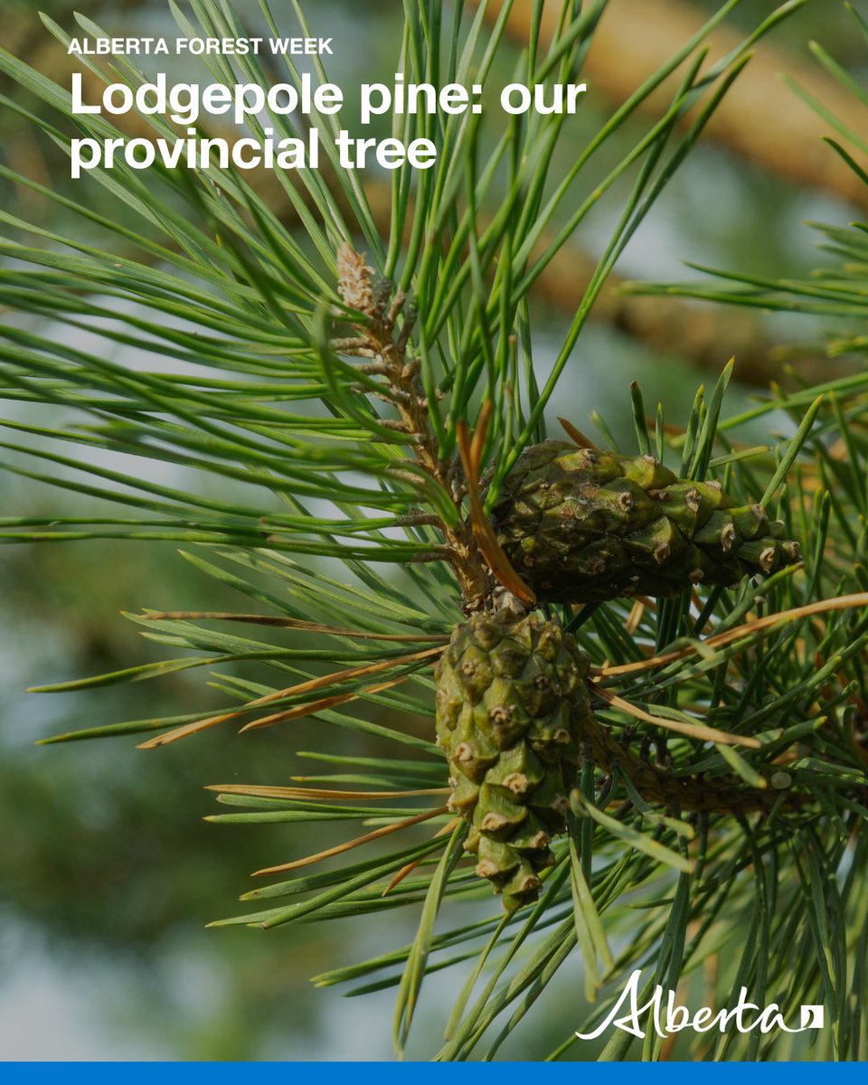 Did you know Alberta’s provincial tree is the lodgepole pine? Trees like this are part of our provincial identity, and healthy forests help keep our air and water clean and support cultural and recreational activities.  alberta.ca/alberta-forest…