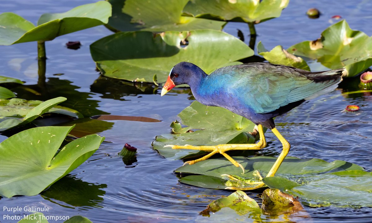 nature_wonks's tweet photo. This #WorldMigratoryBirdDay, let’s celebrate @USFWS’s National Wildlife Refuge System! These refuges provide vital stopovers for millions of migratory birds while also generating $3.2B for the economy and sustaining 41,000+ jobs annually. Learn more: https://t.co/DAV3sj4n4y https://t.co/vGTI8rnNmI